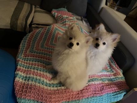 Hallo, Wir verkaufen unseren Wurf vom 11.01.2022. Wir