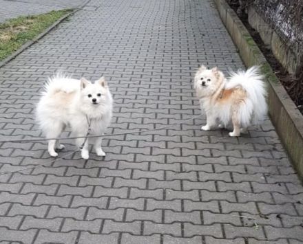 Hallo, Wir verkaufen unseren Wurf vom 11.01.2022. Wir