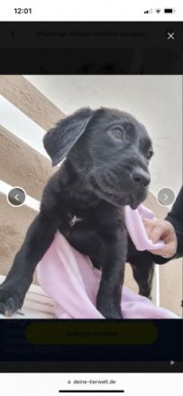 Unsere Hündin hat am 13.02. neun gesunde Welpen zur