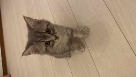 British Kurzhaar geboren 14.02.2022 Stubenrein