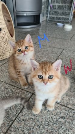 Unser Bal?m hat 5kleine Mäuse auf die Welt gebracht sie