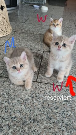 Unser Bal?m hat 5kleine Mäuse auf die Welt gebracht sie