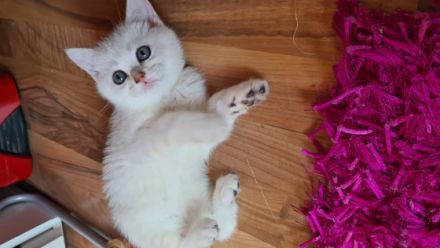 Unser Bal?m hat 5kleine Mäuse auf die Welt gebracht sie