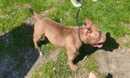 American Bully Hündin, Aus persönlichen Gründen muss