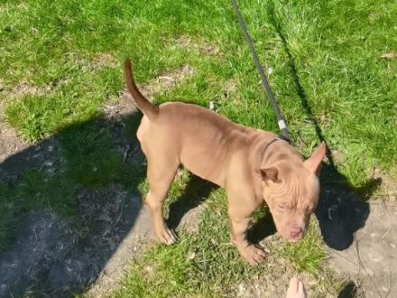 American Bully Hündin, Aus persönlichen Gründen muss