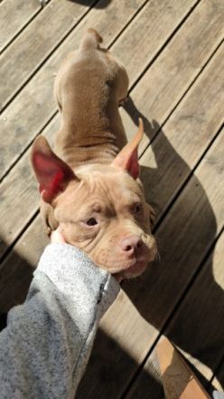 American Bully Hündin, Aus persönlichen Gründen muss