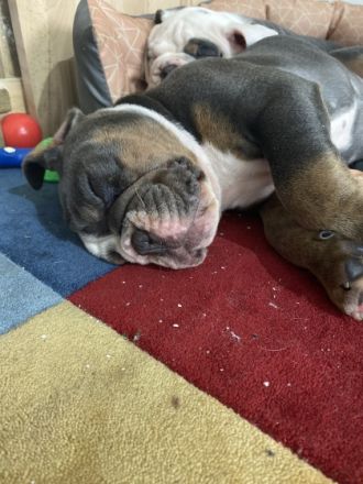 Geboren am 07.03.22 Inkl.Ahnentafel ,gechipt ,mehrfach