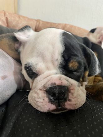 Geboren am 07.03.22 Inkl.Ahnentafel ,gechipt ,mehrfach