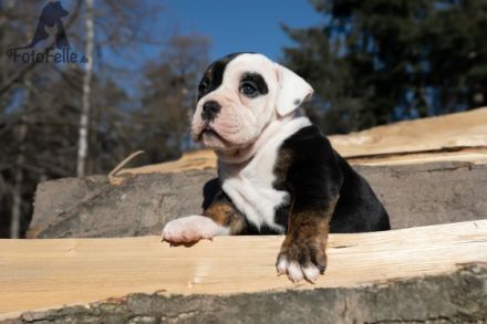 Geboren am 07.03.22 Inkl.Ahnentafel ,gechipt ,mehrfach