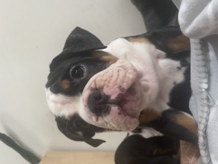 Geboren am 07.03.22 Inkl.Ahnentafel ,gechipt ,mehrfach