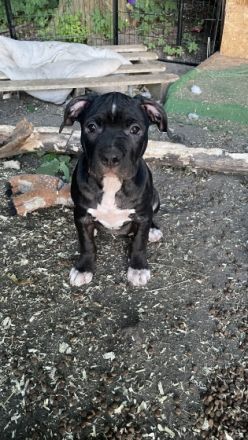 ABGABEBEREIT!!! Am 19.4.2022 hat unsere Bonnie 10