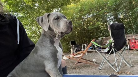 ABGABEBEREIT!!! Am 19.4.2022 hat unsere Bonnie 10