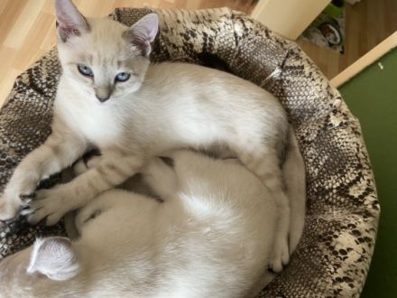 Hallo, Wir haben noch ein Katzenbaby von unserer Siam
