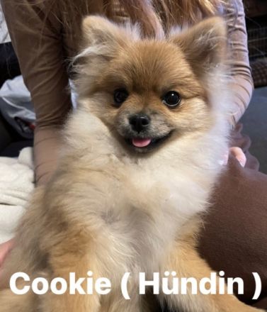 Neue Bilder online ! Zu verkaufen sind noch Cookie ,