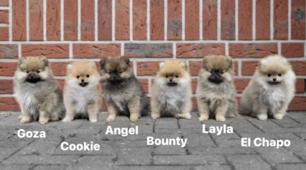 Neue Bilder online ! Zu verkaufen sind noch Cookie ,