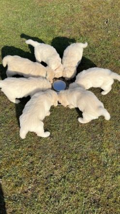 EINE HÜNDIN sucht noch eine liebevolle Familie. Sie ist