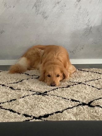 Unsere Hovawart Hündin erwartet voraussichtlich am 04