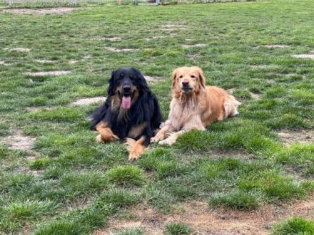 Unsere Hovawart Hündin erwartet voraussichtlich am 04