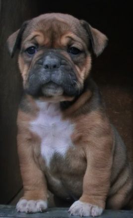 Schöne welpen, FCI Papiere, Schweizer Blut Eltern HD A