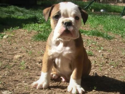 Schöne welpen, FCI Papiere, Schweizer Blut Eltern HD A