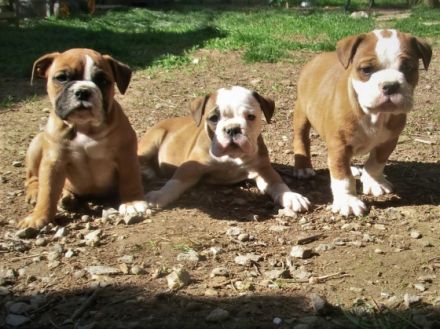 Schöne welpen, FCI Papiere, Schweizer Blut Eltern HD A