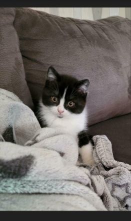 Guten Tag Unsere Pia hat 2 wunderschöne Kitten zur Welt