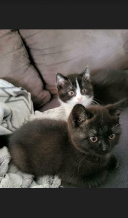 Guten Tag Unsere Pia hat 2 wunderschöne Kitten zur Welt