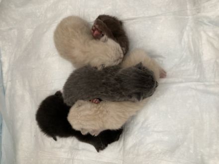 am Ostermontag hat uns unsere Boncuk 5 gesunde Kitten