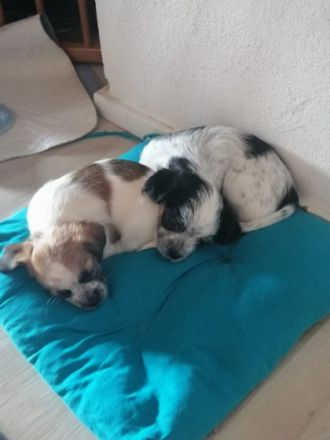 Hallo, Wir 4 Mädchen und 3 junge suchen ein neues