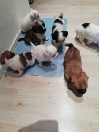 Hallo, Wir 4 Mädchen und 3 junge suchen ein neues