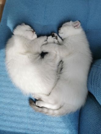 Hallo, Verkaufe meine Kittten die am 27.02.2022 zu Welt