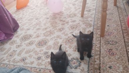 Hallo! Wir verkaufen 4 niedliche Kätzchen in gute