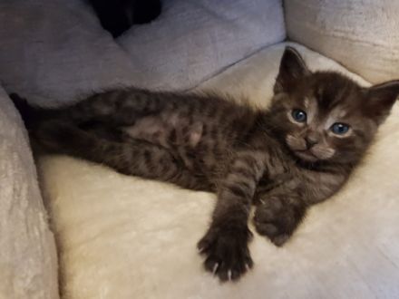 Hallo! Wir verkaufen 4 niedliche Kätzchen in gute