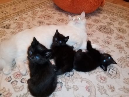 Hallo! Wir verkaufen 4 niedliche Kätzchen in gute