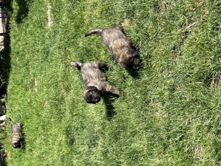 Schloss Warlitz - Leopnberger-Welpen.com Löwengelb mit
