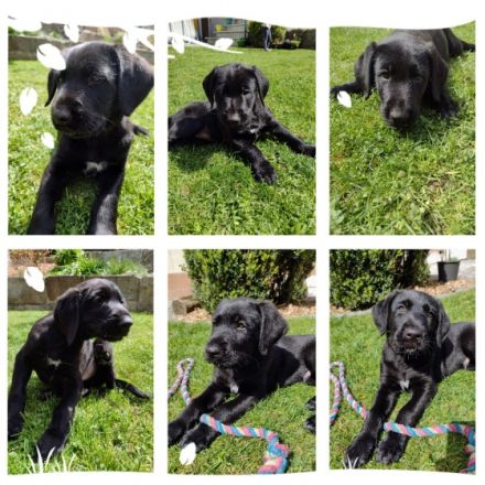 Hallo.suchen für unsere schäfermischlingswelpen ein