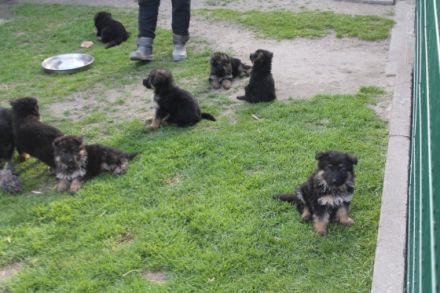 vom Malchiner Bären