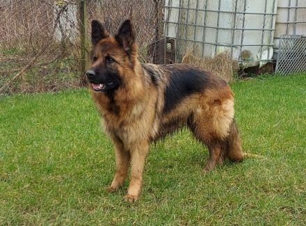 vom Malchiner Bären