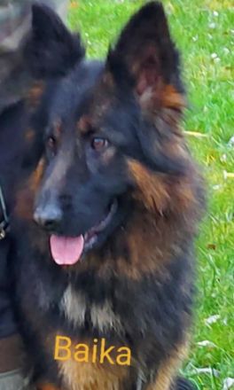 vom Malchiner Bären