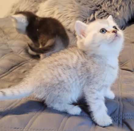 Liebe zukünftige Katzenbesitzer, unsere reinrassige BKH