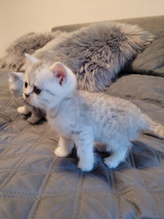 Liebe zukünftige Katzenbesitzer, unsere reinrassige BKH