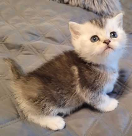 Liebe zukünftige Katzenbesitzer, unsere reinrassige BKH