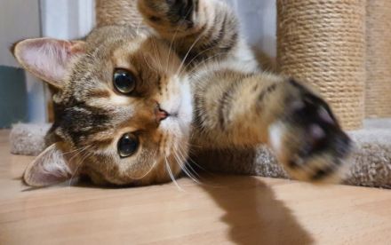 Liebe zukünftige Katzenbesitzer, unsere reinrassige BKH