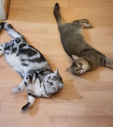 Liebe zukünftige Katzenbesitzer, unsere reinrassige BKH