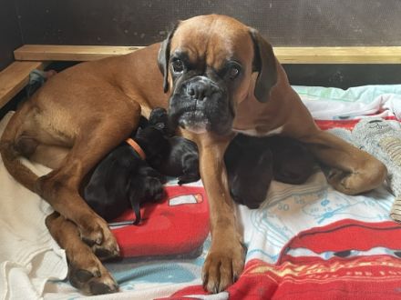 Fünf süße Welpen (2 Weibchen und 3 Rüden) suchen ein