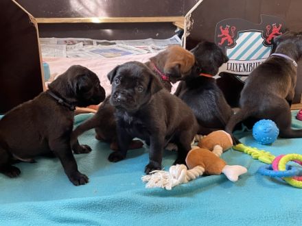 Fünf süße Welpen (2 Weibchen und 3 Rüden) suchen ein