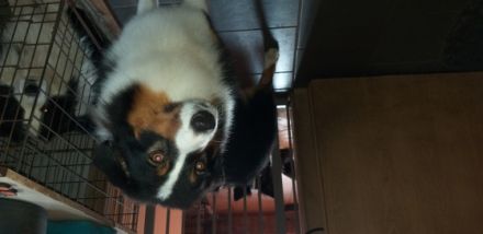 Preeminent Line Lea, Aussie Hündin Black/tri mit NBT