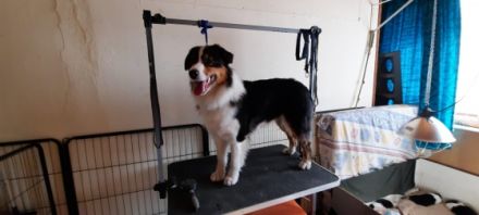 Preeminent Line Lea, Aussie Hündin Black/tri mit NBT