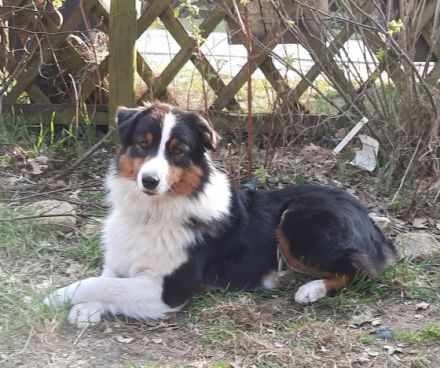 Preeminent Line Lea, Aussie Hündin Black/tri mit NBT