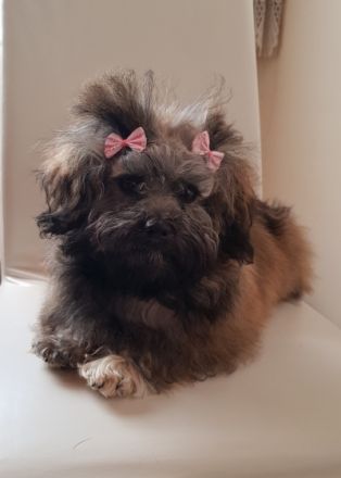 von den Bergwerkszwergen